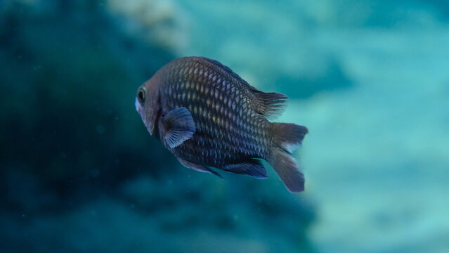 Damselfish or Mediterranean chromis (Chromis chromis) undersea, Aegean Sea, Greece, Halkidiki, Pirgos beach