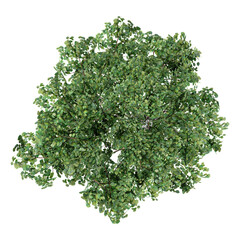 Obraz premium Top view of Cork Oak plant isolated on transparent Canvas