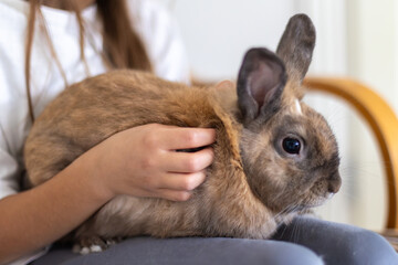 Naklejka premium A pretty little girl is playing with a pet rabbit. Pets concept.