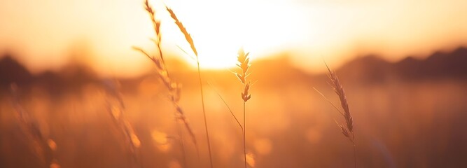 95. A soft-focus sunrise over fields, providing warmth and inspiration