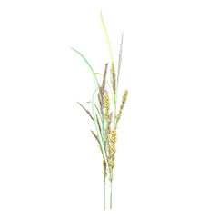 Fototapeta premium 3d rendering of Carex riparia grass isolated on transparent Canvas