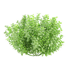 3d rendering of Box plant isolated on transparent Canvas