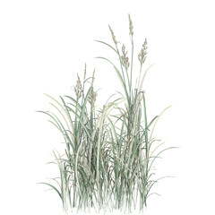 3d rendering of Phragmites australis plant isolated on transparent Canvas