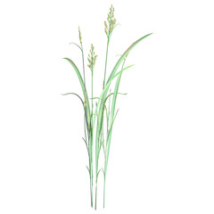 3d rendering of Rice isolated on transparent Canvas