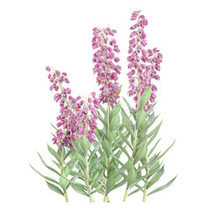 collection of Digitalis plant with realistic style © Fouzia