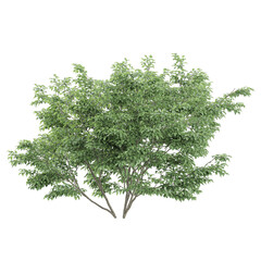 collection of Dwarf Burning plant with realistic style