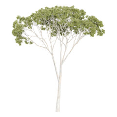 Fototapeta premium collection of Eucalyptus tree with realistic style