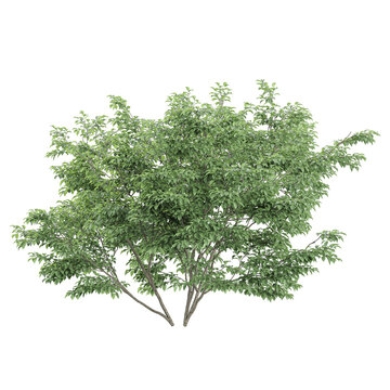 collection of Dwarf Burning plant with realistic style