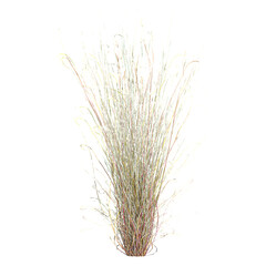 Collection of Little bluestem Grass isolated on transparent Canvas