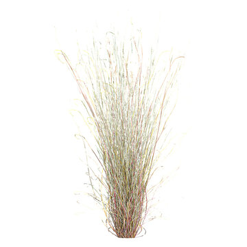 Collection of Little bluestem Grass isolated on transparent Canvas