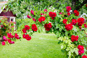 Fototapete bei efototapeten.de bestellen   