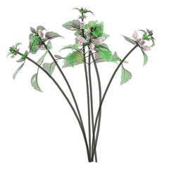 Green White dead-nettle plant isolated on transparent Canvas