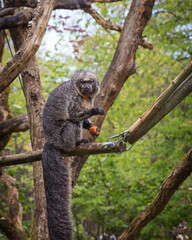 Brown woolly monkeys have long, strong prehensile tails. Portrait