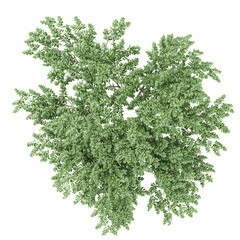 Obraz premium Top view of Elm plant isolated on transparent Canvas
