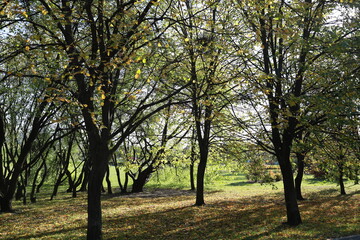 Green trees with yellowed leaves in the park. Sunlight breaks through the trees.