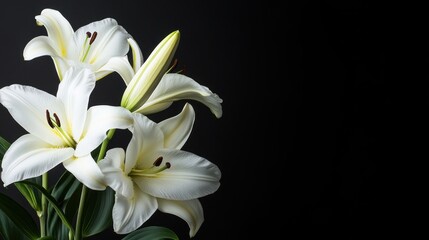 Obraz premium White Lilies on Black Background