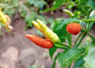 red chili peppers on the garden 