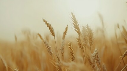 Fototapeta premium Beautiful Wheat Field, Generative AI