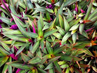 close up of a plant on the garden. Natural abstract background texture 