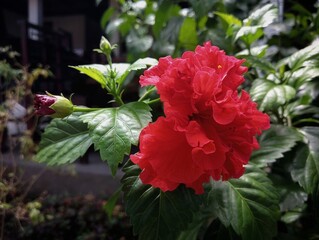 red hibiscus flower in the garden