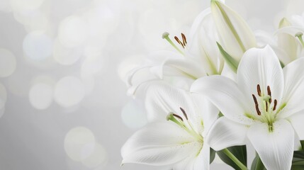 Naklejka premium White Lily Flowers with Blurry Background