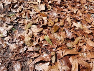autumn leaves on the ground