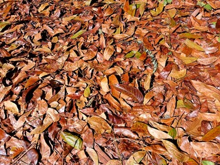 background of dried leaves