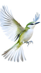 Obraz premium Green Backed Bird on Transparent Background PNG, Pattern Background, Wallpaper, Cover and Screen of Smartphone, PC, Laptop, Transparent PNG