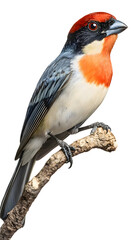 Fototapeta premium Green Backed Bird on Transparent Background PNG, Pattern Background, Wallpaper, Cover and Screen of Smartphone, PC, Laptop, Transparent PNG