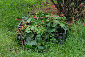 Pile of cut branches. Pruning rose bushes in countryside garden. Gardening.