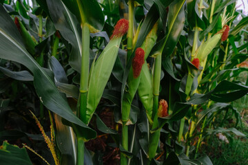Corn plants with corn that is still green are not ready for harvest