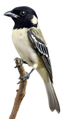 Obraz premium Green Backed Bird on Transparent Background PNG, Pattern Background, Wallpaper, Cover and Screen of Smartphone, PC, Laptop, Transparent PNG