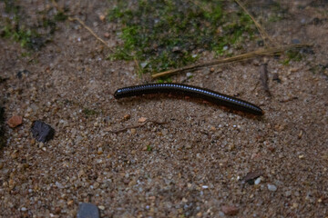 A black centipede crawling on the ground around moss in the jungle, in its natural habitat. Photos of insects