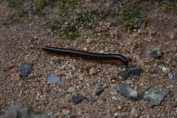 A black centipede crawling on the ground around moss in the jungle, in its natural habitat. Photos of insects