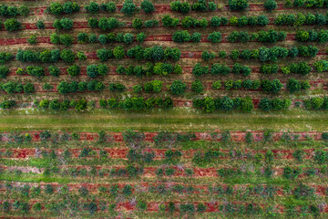 Campos de Misiones, provincia de Argentina, donde se pueden apreciar las plantaciones de té y yerba mate en el litoral del país.  © JuanManuel