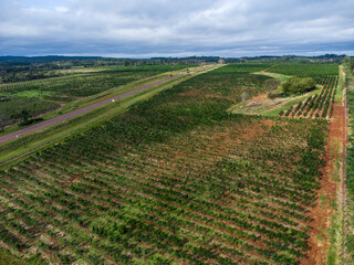 Campos de Misiones, provincia de Argentina, donde se pueden apreciar las plantaciones de té y yerba mate en el litoral del país.  © JuanManuel