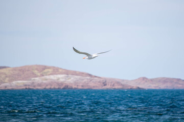 Fototapeta premium pasajes de los campos de la provincia de buenos aires, argentina, donde se puede apreciar la extensa llanura de la región pampeana.