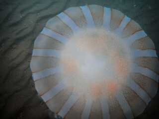 Una gran meduza o aguaviva, en el mar argentino, en la Península de Valdés, provincia de Chubut, patatogia.  © JuanManuel