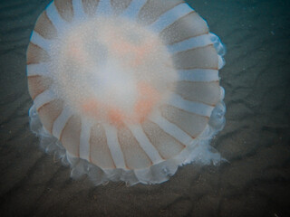 Una gran meduza o aguaviva, en el mar argentino, en la Península de Valdés, provincia de Chubut, patatogia.  © JuanManuel