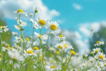 Beautiful blurred spring background nature with blooming glade chamomile, trees and blue sky on a sunny day.