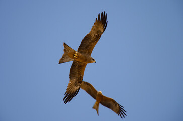 golden eagle in flight
