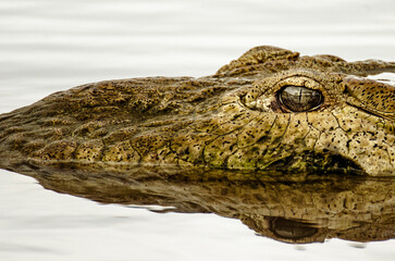 Obraz premium close up of a crocodile