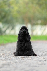 Black Cocker Spaniel Puppy Sitting on Gravel Path