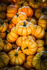 Spark, Cucurbita Pepo, Kürbis, Speisekürbis, Kürbisernte, Kürbismarkt, Herbst, Herbstfest, Herbstmarkt, Baselland, Schweiz