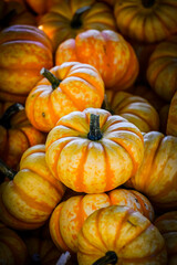 Spark, Cucurbita Pepo, Kürbis, Speisekürbis, Kürbisernte, Kürbismarkt, Herbst, Herbstfest, Herbstmarkt, Baselland, Schweiz