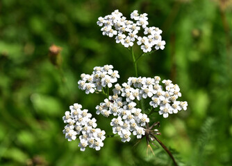 Wild flowers useful in medicine