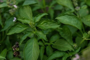 close up basil plant in tropical area