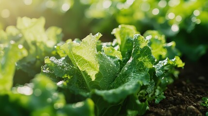 Close-up of fresh, green lettuce leaves with dew droplets in the sunlight, highlighting the vibrant textures of a thriving garden plant.