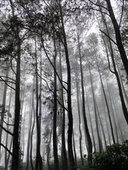 Forest of pine trees illuminated by golden sunshine flowing through the tree branches