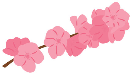 Cherry Blossom Flower